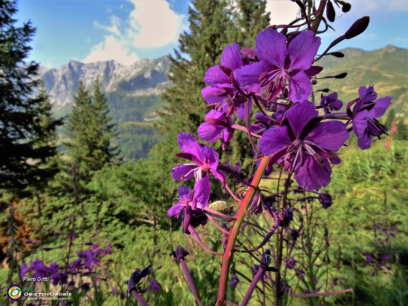 13 Fiori di Epilobium angustifolium (Camenerio).JPG